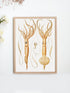 framed squid wall art
